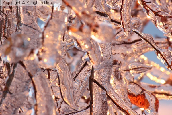 Frozen