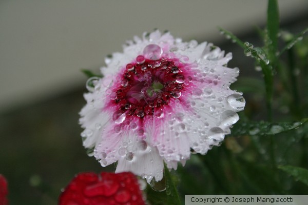 Rainy Day