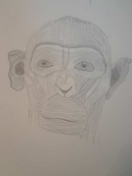 Ape