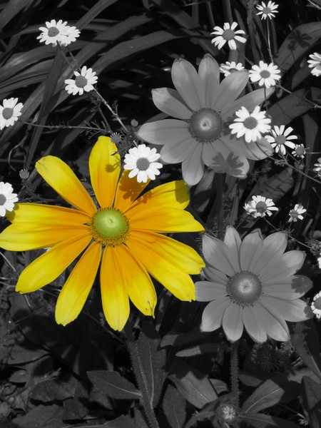 Yellow Daisy
