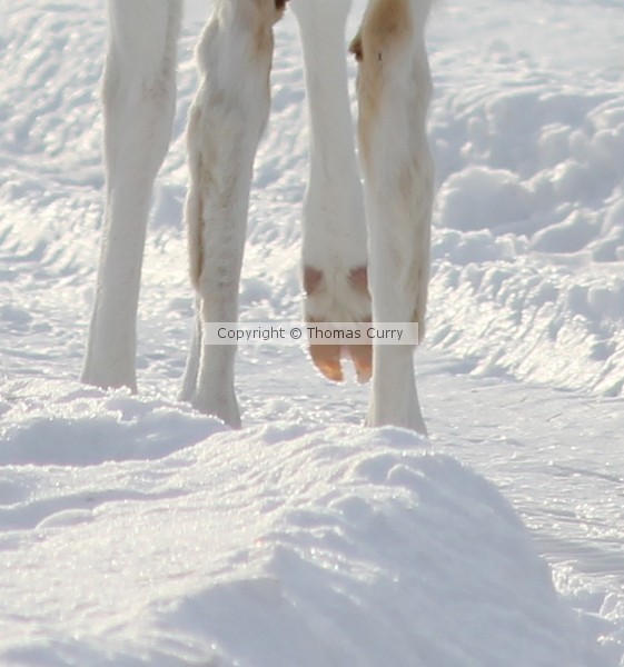 Pink Hooves