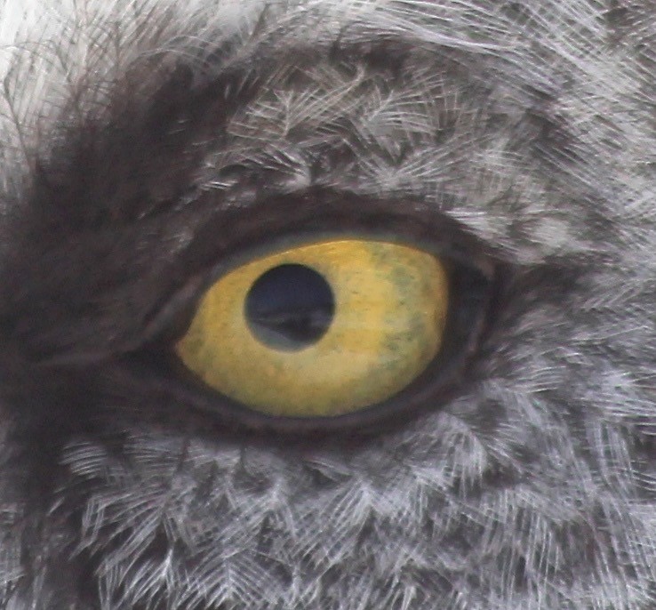 The EYE....