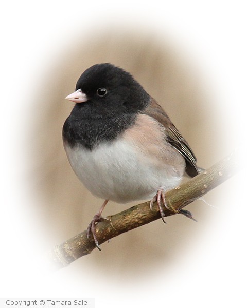 Junco Vignette