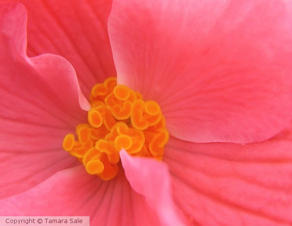 Graphic Begonia Detail