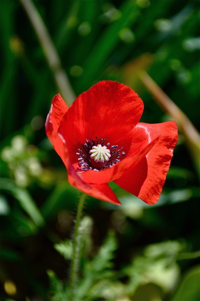 Orange Poppy