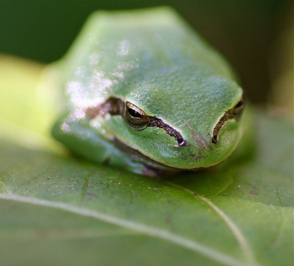 frog on green