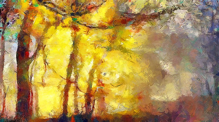 The forest road at dawn