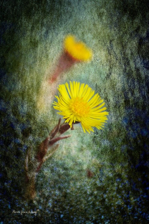Tussilago Farfara 1
