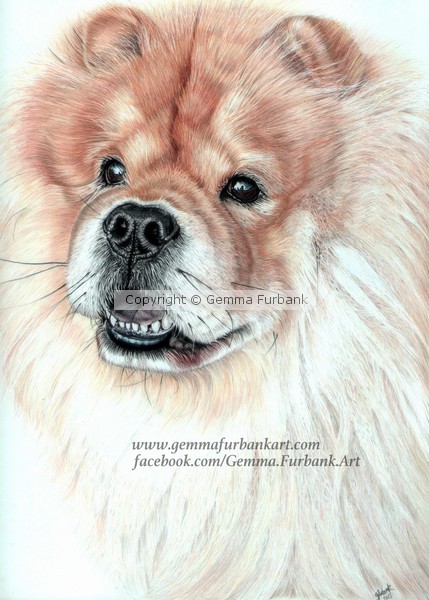 Chow Chow - Pet Portrait
