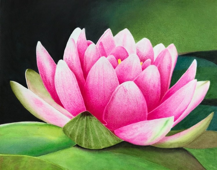Lily