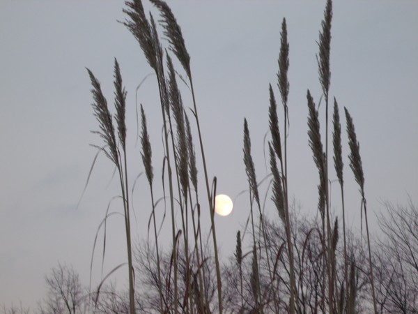 Pampas Moon
