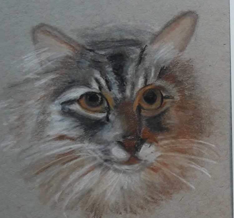 Yogi, the Tabby