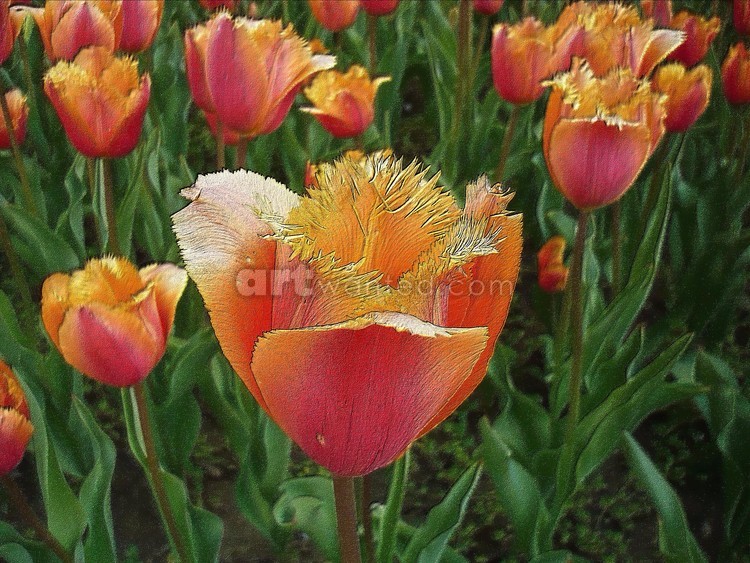 Digital painting the Tulips