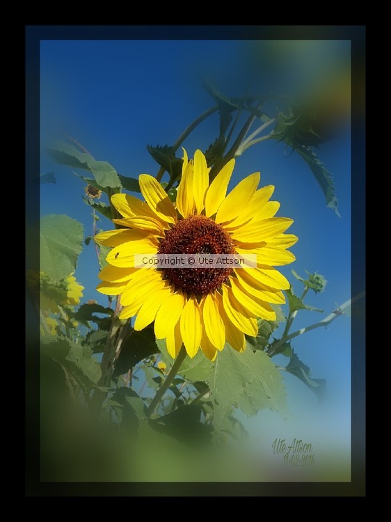 Beauty in the sun