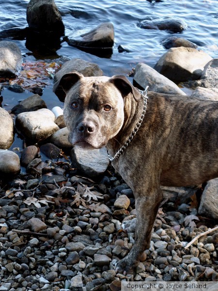 Pitt Bull