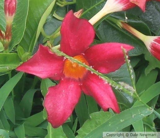 Sherriff's Star of the flower community