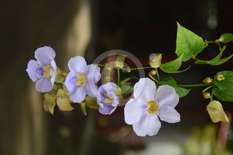 Malaysian Flowers