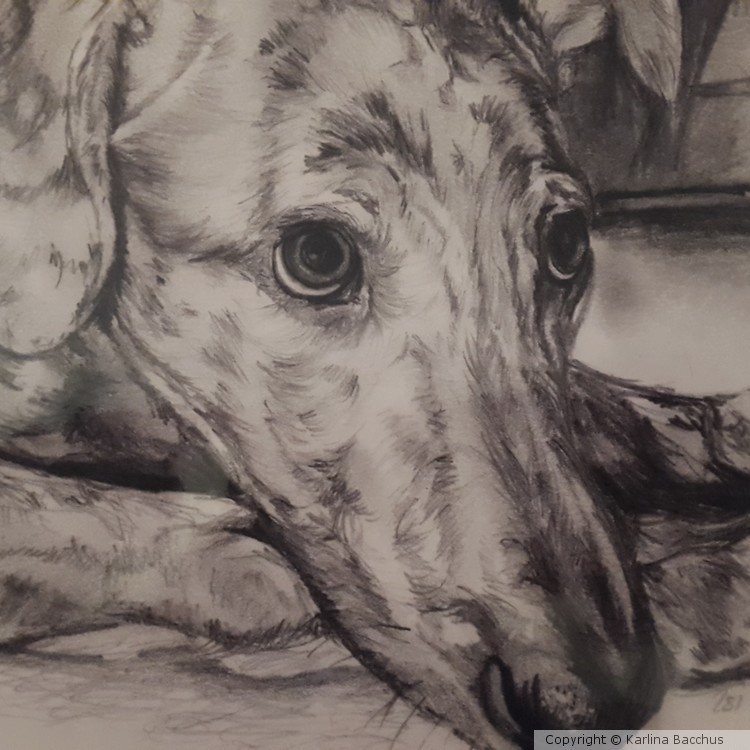 Dog Portrait