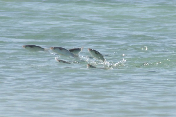 Flying Fish