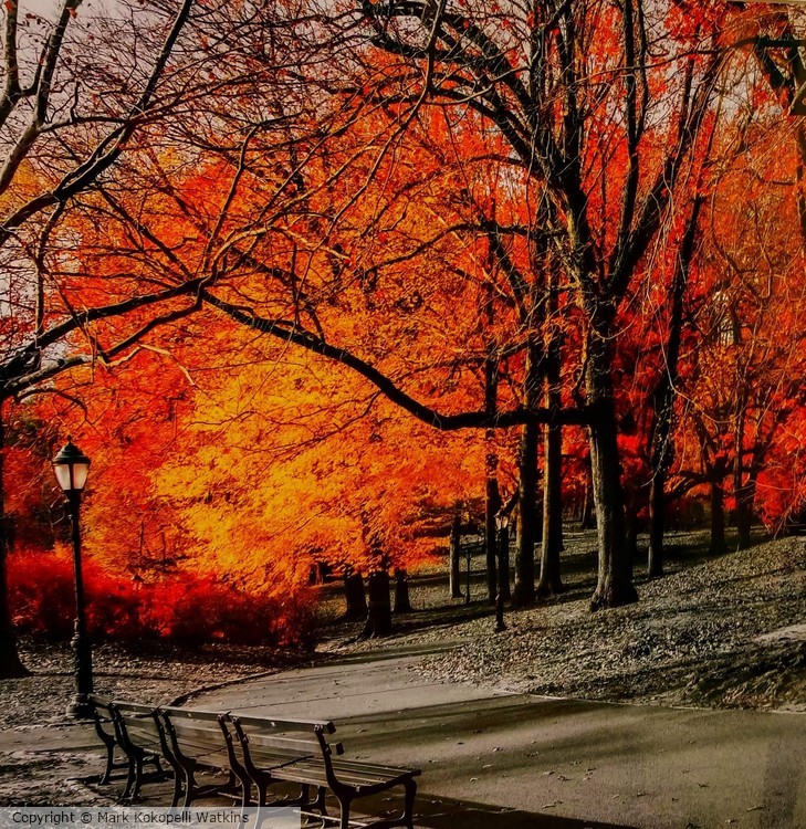 “Autumn  Color Blast,” ©2016