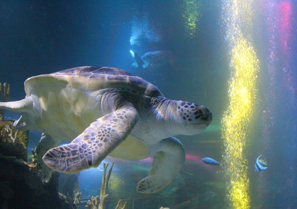 Turtle