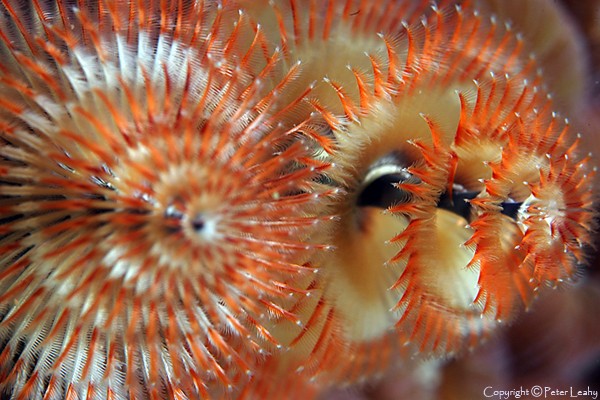 Christmas Tree Worm