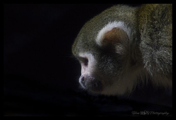 Monkey in Profile