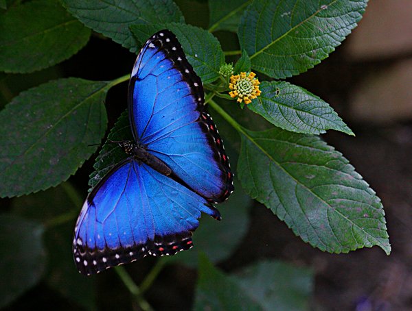 Blue Morpho