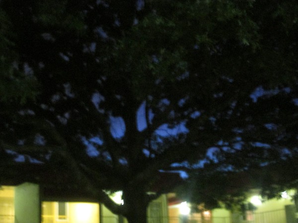 oak nite