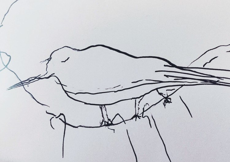 Contemplative Bird