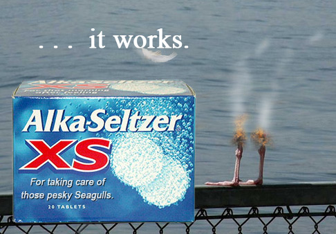 Seagull culling