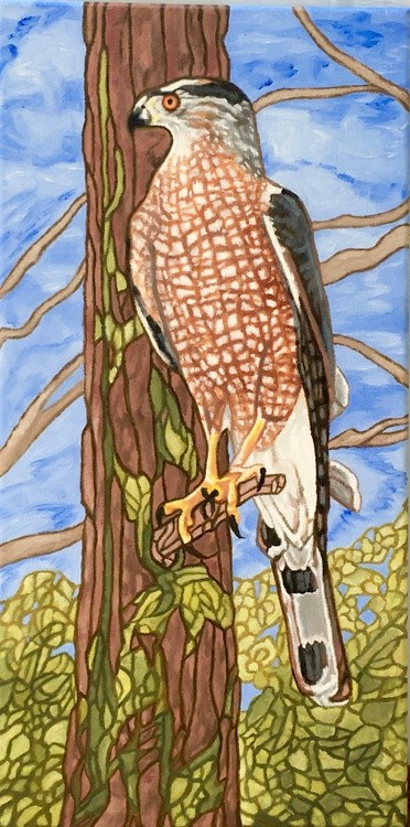 COOPERS HAWK