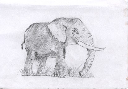 Elephant
