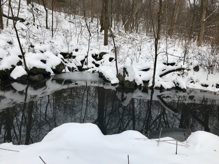 North Woods