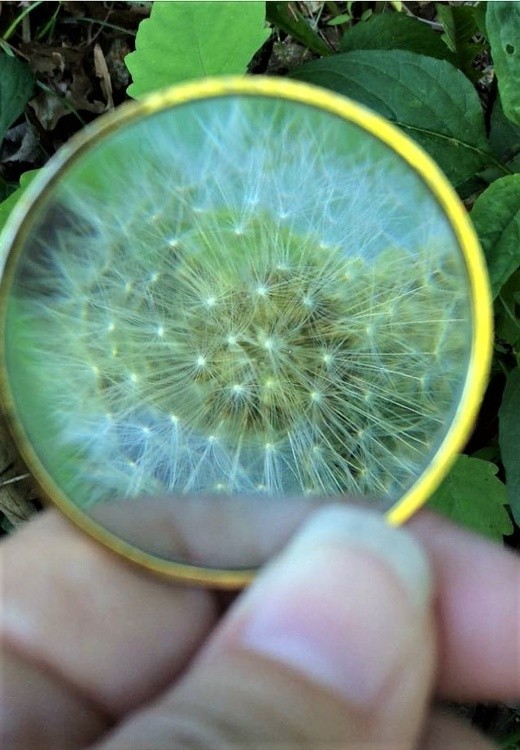 dandilion