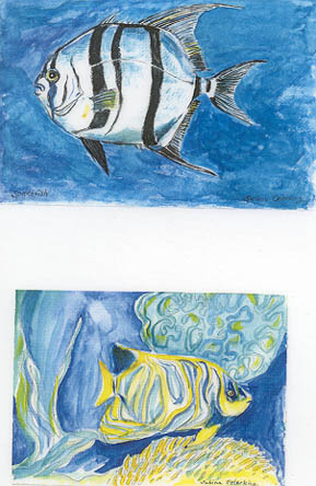 Spadefish, Angelfish