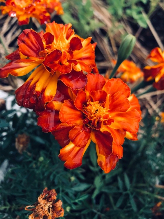 Marigolds