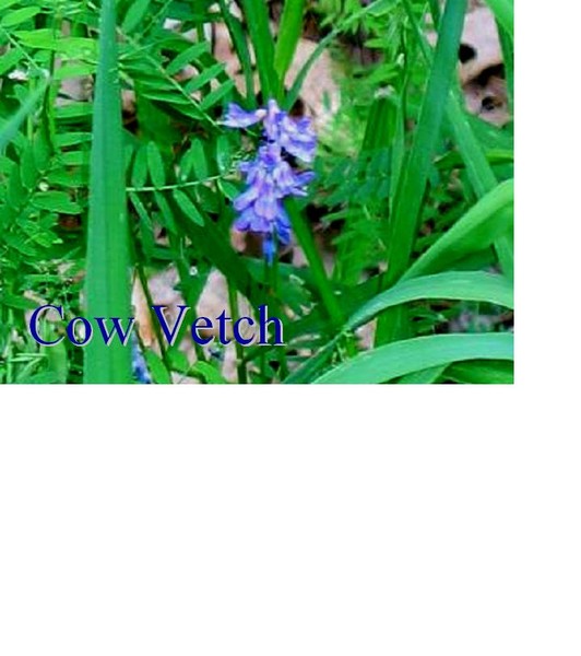 Cow Vetch