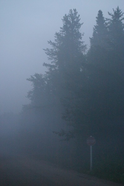 Foggy Lane