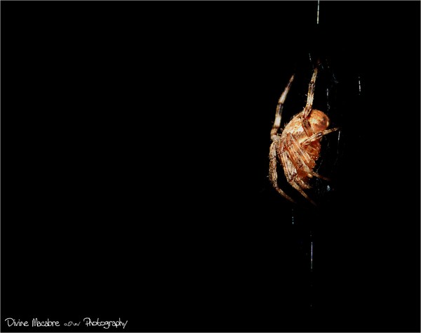 Spiderman is having me...