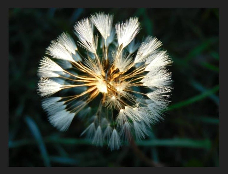 nature 2
