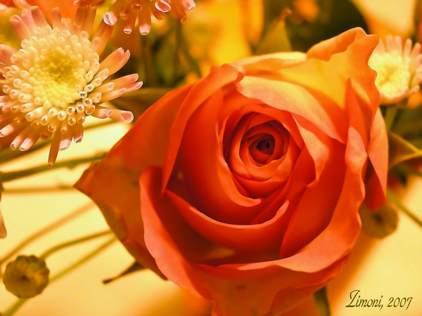 orange rose