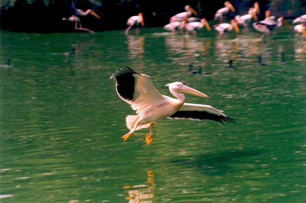 the flight of joy!