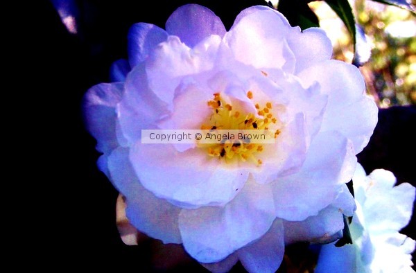 The Flower