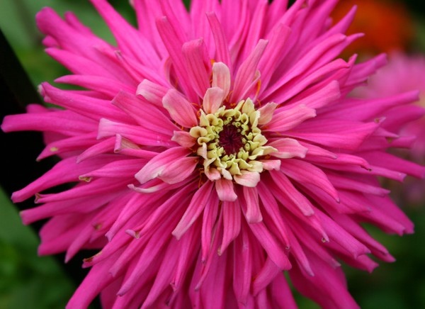 Sea Flowers - Pink