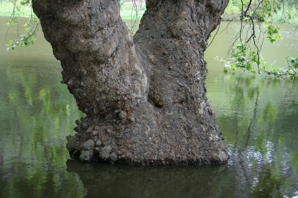 Water Tree