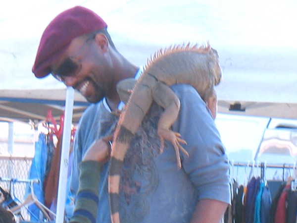 HOLLYWOOD IGUANA