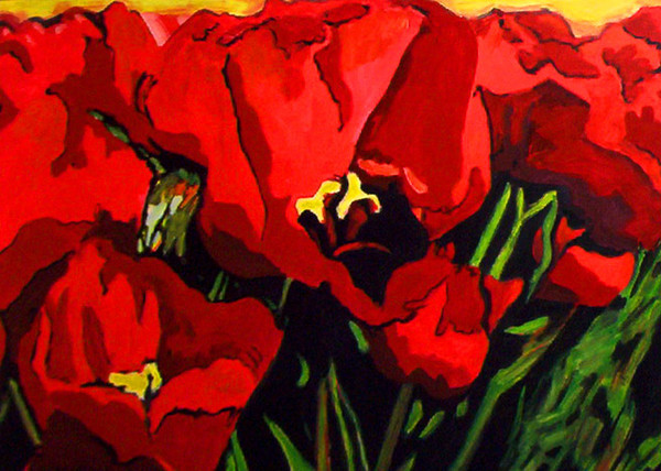N163 tulips from Holland