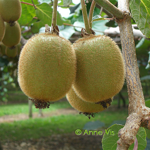 Kiwis