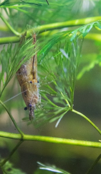 Shrimp
